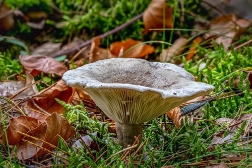 Beech Milkcap