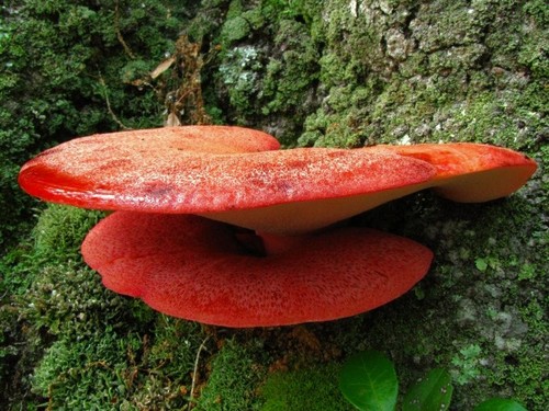 Beefsteak Fungus