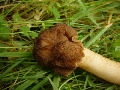 Bell Morel