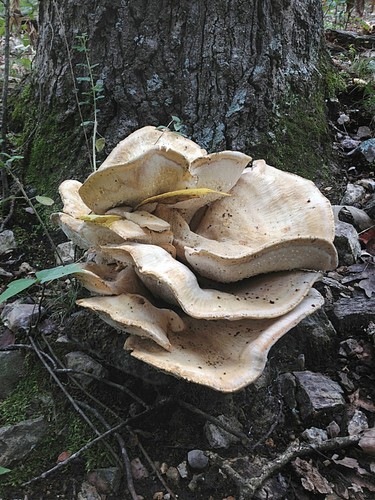 Berkeley's Polypore