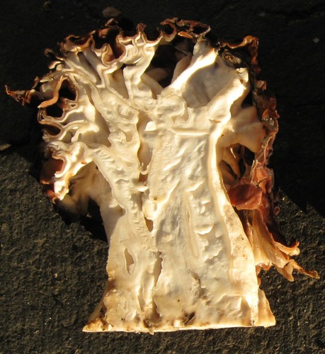 Big Red False Morel