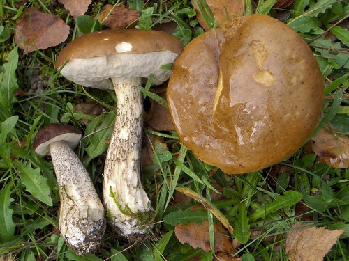 Birch Bolete