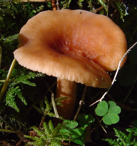 Birch Milkcap