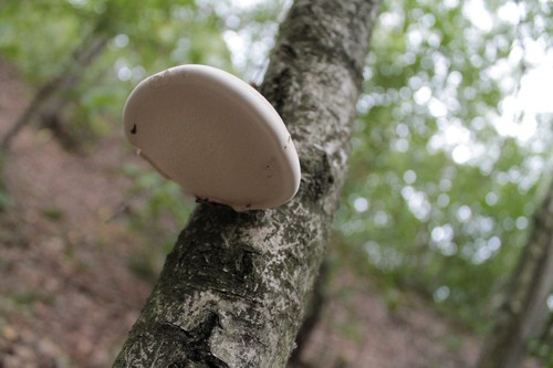 Birch Polypore