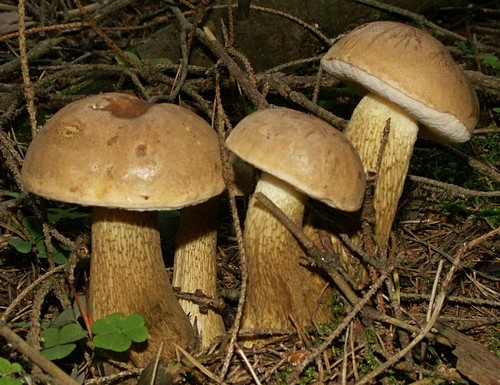 Bitter Bolete