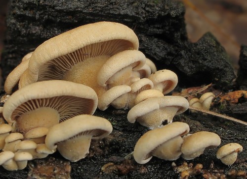 Bitter Oyster
