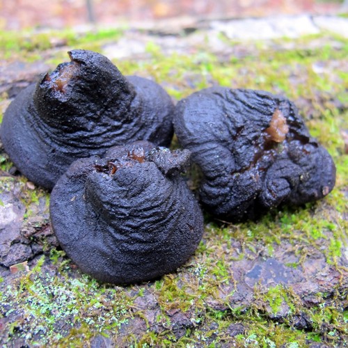 Black Bulgar