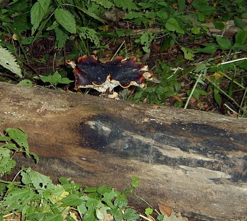 Black-footed Polypore