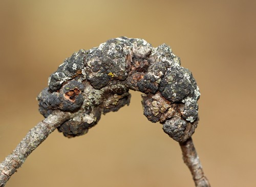 Black Knot