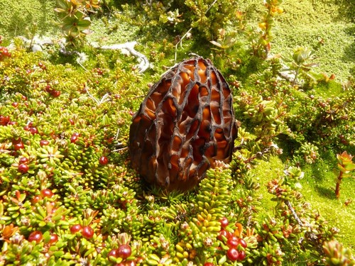 Black Morel
