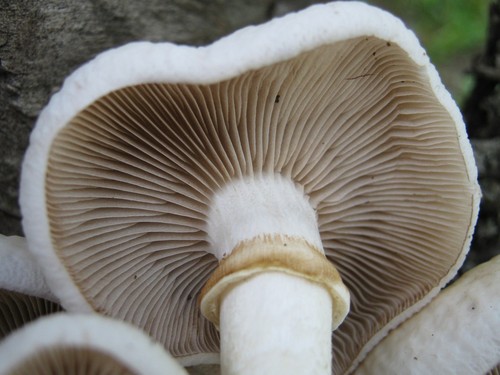 Black Poplar Mushroom