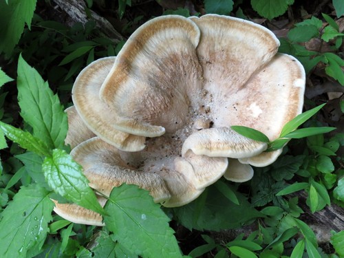 Black-staining Polypore