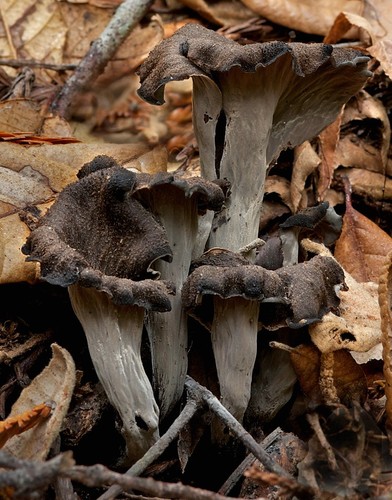 Black Trumpet