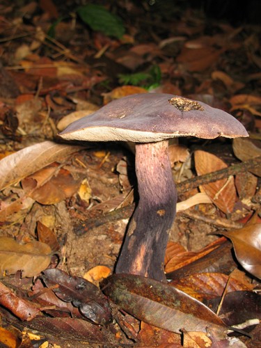 Black Velvet Bolete