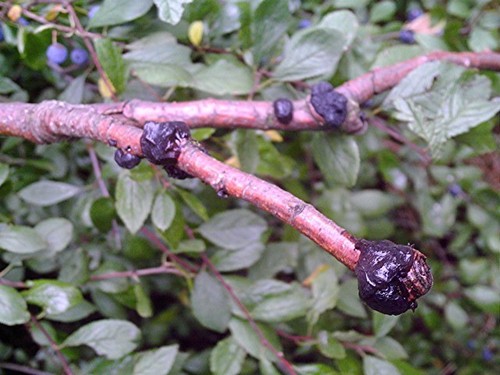 Black Witch's Butter
