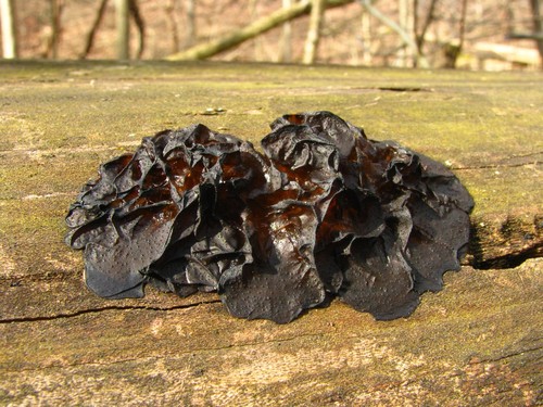 Black Witches' Butter