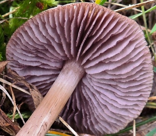 Blackedge Bonnet