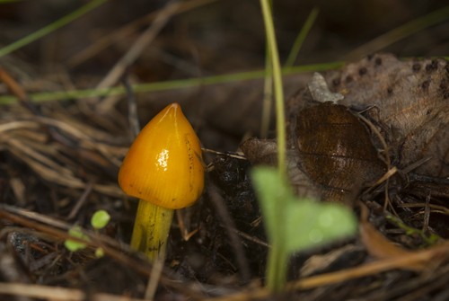 Blackening Waxcap
