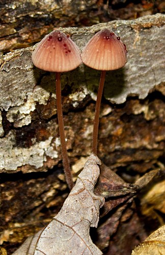 Bleeding Bonnet