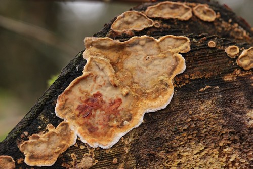 Bleeding Broadleaf Crust