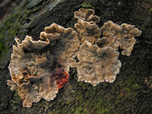 Bleeding Conifer Crust