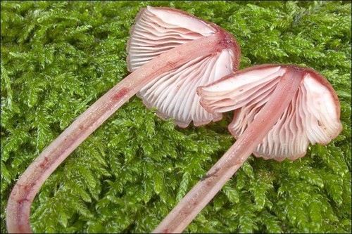 Bleeding Fairy Helmet
