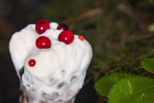 Bleeding Tooth Fungus