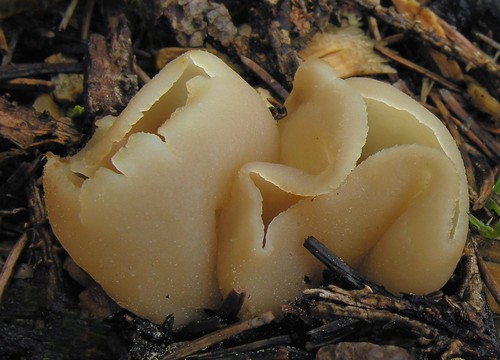 Blistered Cup