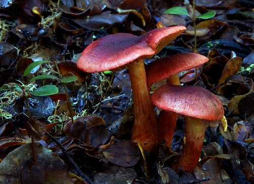 Bloodred Webcap