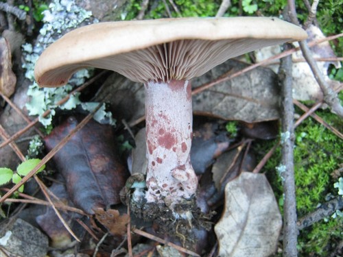 Bloody Milkcap