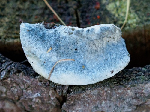 Blue Cheese Polypore