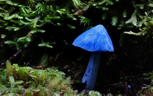 Blue Pinkgill