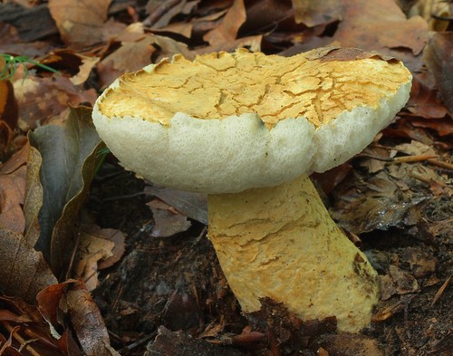Bluing Bolete