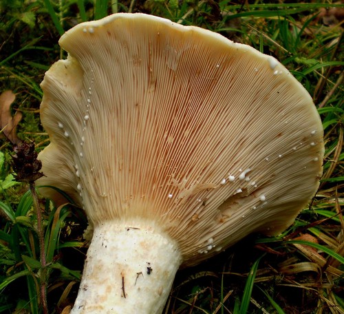 Blushing Milkcap