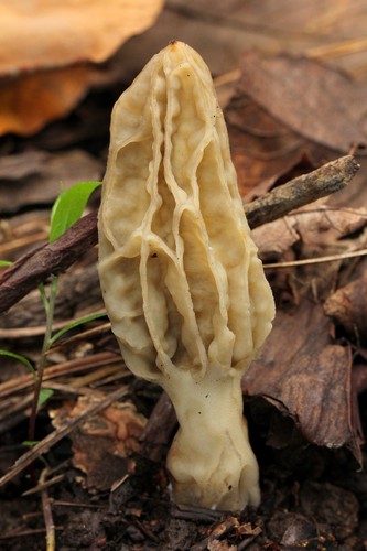 Blushing Morel