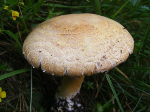 Blushing Wood Mushroom