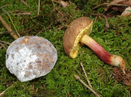 Bolete Eater