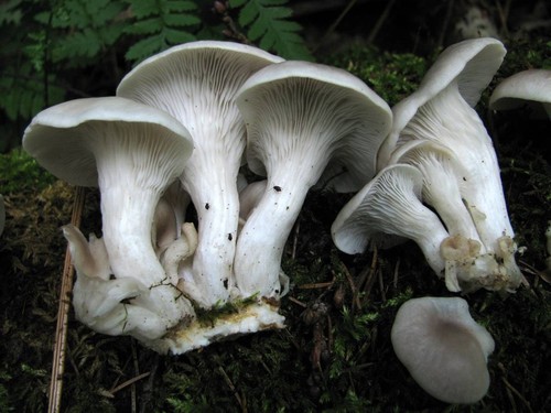 Branched Oyster Mushroom