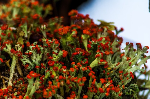 British Soldiers Lichen