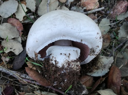 Brown Field Mushroom