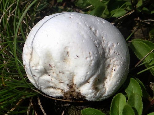 Brown Puffball