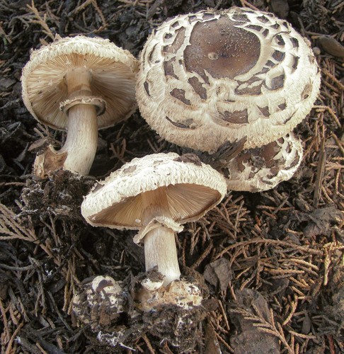 Brown Shaggy Parasol