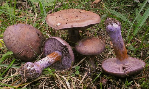 Bruising Webcap