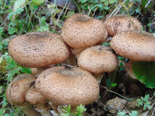Bulbous Honey Fungus