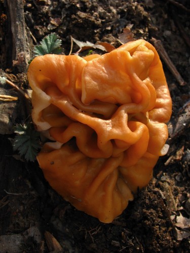 Bull-nose False Morel