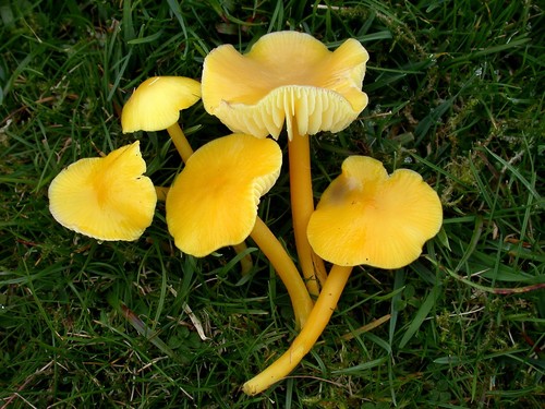 Butter Waxcap