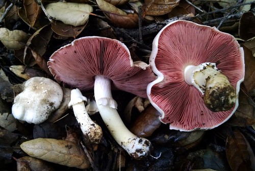 California Agaricus