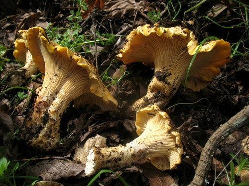 California Golden Chanterelle