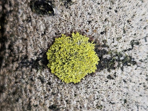Candleflame Lichen
