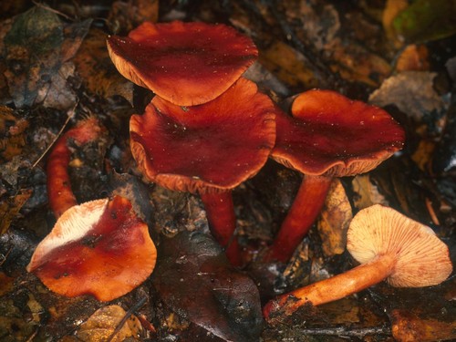 Candy Cap
